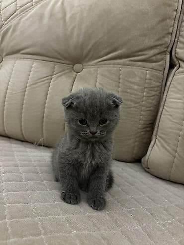 pişik ucun tualet: Şotland — 3