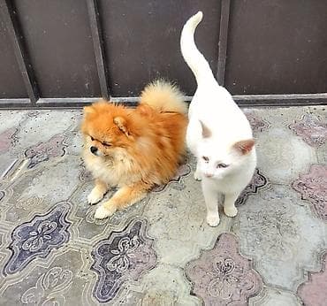 ucuz itlər: Şpitz, 2 il, Erkek, Cütləşmə üçün — 4