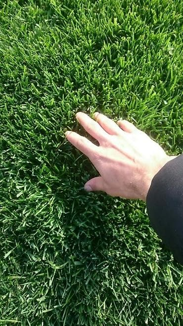 Qazon satılır sıx ve alaqsiz qazonlar olur eni yarpaq danimarka toxumu