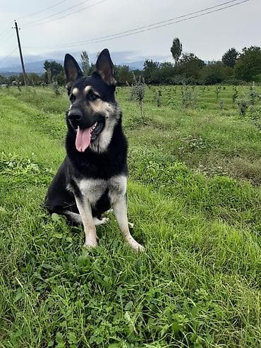 kafkaz çoban iti: Alman çoban iti — 2