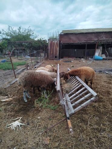 qurbanliq quzular: Kök erkək quzular — 4