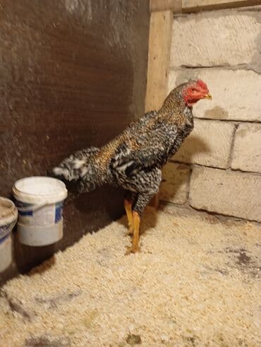 в добрые руки баку: Marta cixan becedi hec bir puroblemi yoxdu barter yoxdu unvandan — 3