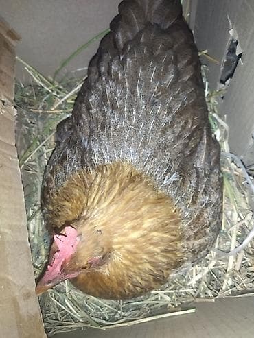 Куры: Курица, Для яиц, Самовывоз — 2