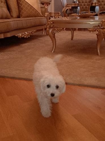 gence itler: Malta bolonka, 2 ay, Dişi, Ünvandan götürmə — 3