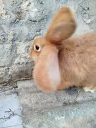 Inəklər, öküzlər: Temiz karlik diwidir erkeyi oladigna gore satiram — 6