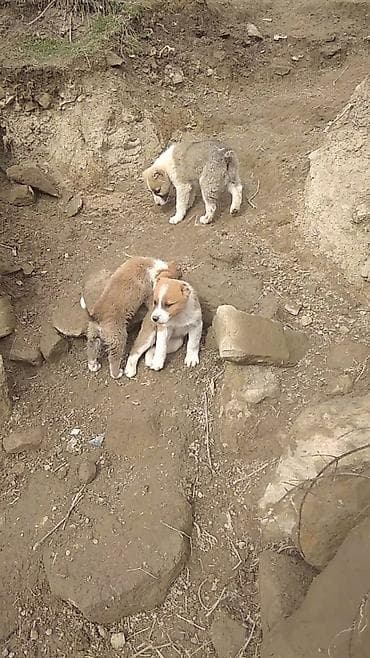 Gəmiricilər: Alabay, Dişi — 1