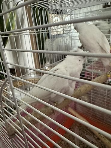 iran qusu: Yanaqsiz albinos korella balalar, tam sağlamdılar — 4