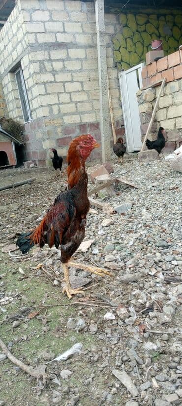 tap.az xacmaz heyvanlar: Satlr barterde var 1gözu kordu — 1