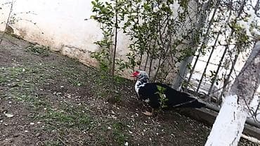 it yemi satisi: Muscovy ördəkləri – 2 baş - Cins: Muscovy (hind ördəyi) - Rənglər — 2