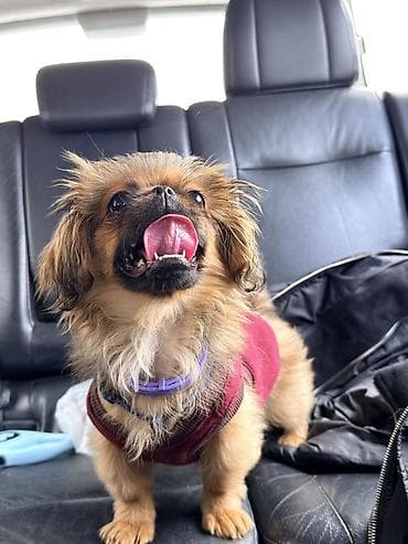 pekines: Pekines, 7 ay, Dişi — 4