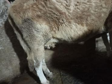 Salam inək satılır balası dişidir özüdə oktyabrın 5kəlin alıb bala ələ