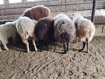 Quzu: Qoyun sürüsü – yerli cinslər qarışıq - Şəkillərdəki kimi müxtəlif — 6