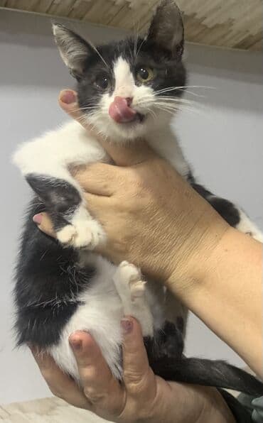 Pişiklər: Yaxşı əllərə — 2