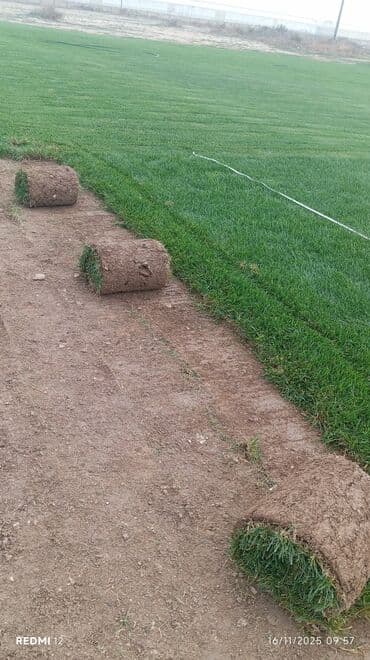 qazon suni: Rulon qazon – peşəkar şəkildə yetişdirilmiş, sıx və bərabər örtüklü — 7