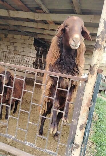 Erkək, Qala, il: 2, Damazlıq, Ünvandan götürmə