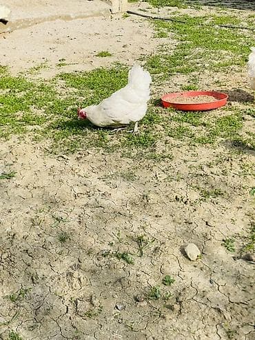 lal ordəklərin satışı: Toyuq, Yumurtalıq — 4