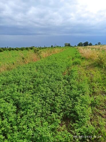xırdalan kirayə evlər 3 otaqlı: 142 sot, Kənd təsərrüfatı, Mülkiyyətçi, Kupça (Çıxarış) — 5