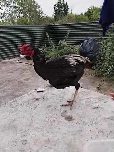 heyratı samo: Həyratı xoruz.7 aylıqdır və Güclüdür.Ödəniş razılaşma rolu ilə — 6