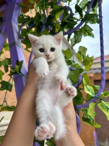 şotlan pişik: Şotland yastı qulaq, Erkək, Dişi, Yaxşı əllərə, Ünvandan götürmə, Pulsuz çatdırılma, Ödənişli çatdırılma — 92