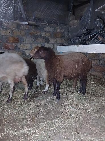 qara mal: Ümumi 5 baş heyvandı erkey toğlu dişi quzular boğaz qoyunnar qiymətlər — 1