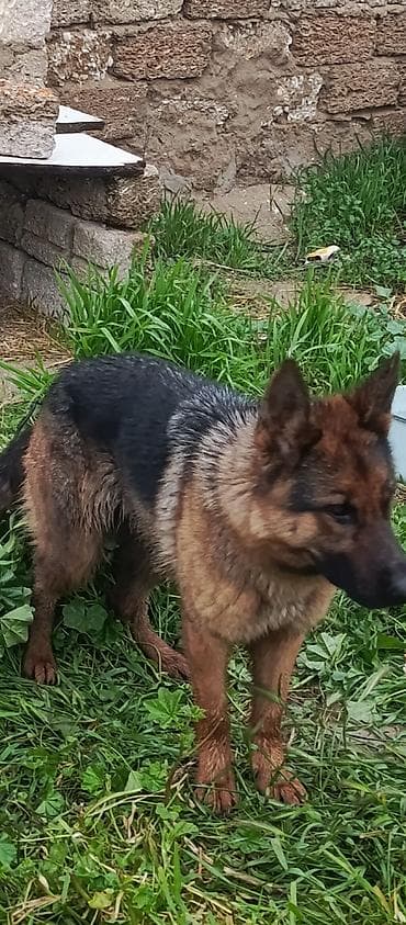 afcarka balasi: Alman çoban iti, Peyvəndli — 2