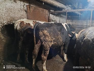 Птицы: Самец, Holsteyn, лет: 1, 400 кг, Для разведения, Платная доставка — 4