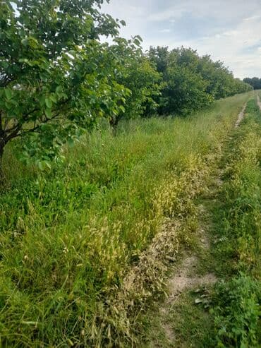 şərifzadə kucəsində satılan evlər: Kənd təsərrüfatı — 2