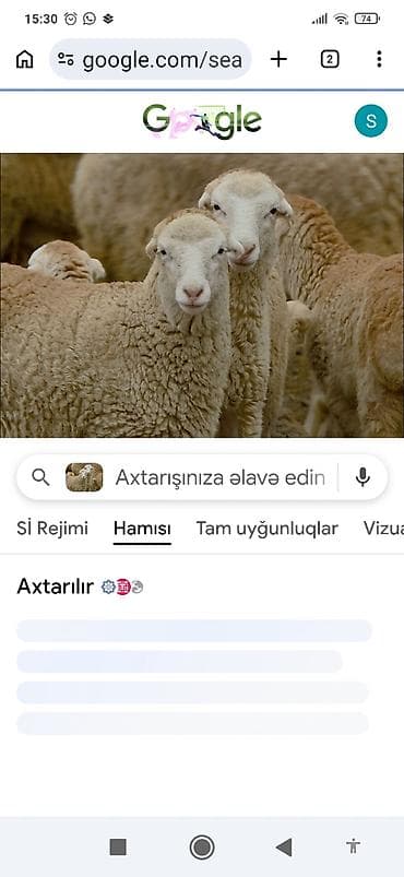 Salam təcili quzular satılır 3 ədəd qiymət razılaşma yolu ile
