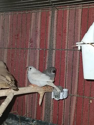 mayali yumurta satisi: Satılır. zebra amadın balaları. iki eddedi. sağlam dene düşmüş — 3