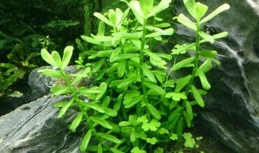 компрессор для аквариума бишкек: Bakopa monye. Akvarium bitkisi — 2