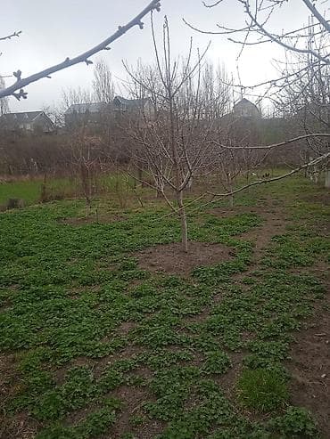 ev alqi satqisi ve kirayesi: 8 sot, Kənd təsərrüfatı — 3