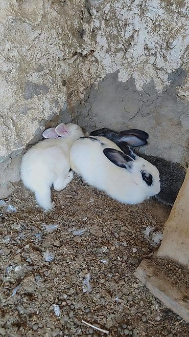 dovsan balalari: Dovşanlar hamsi sap saglam özüm böyütmüşəm, balalari da özderinindi — 3