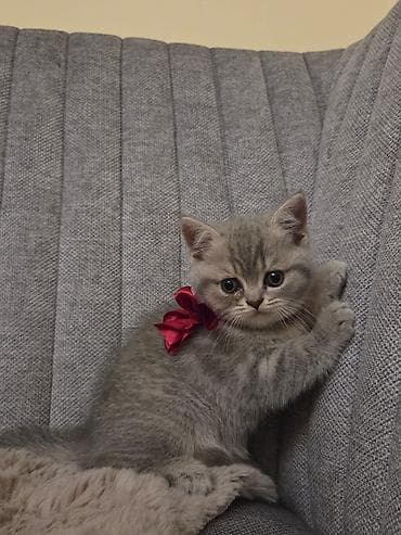 Bu gozel balalar oz sahibini gozleyir! Ata british, ana scottish fold