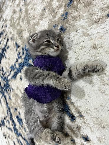 pişik geyimleri: Şotland uzun tüklü — 6