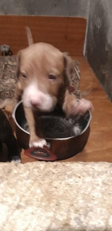 pitbull balalari: Pitbul, Peyvəndli — 8