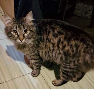 şotlant pisiyi: Sibir, Dişi, Yaxşı əllərə — 6