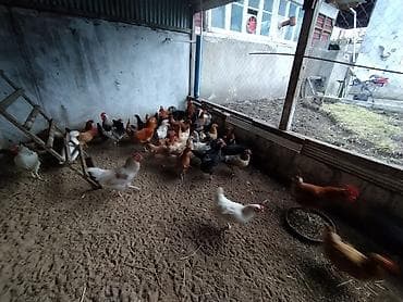 bala it satışı: Toyuq, Damazlıq — 7