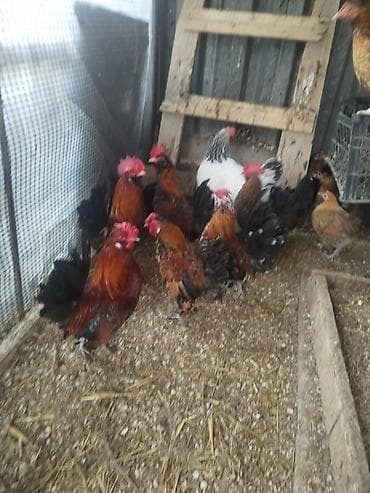 Sağlam xoruzlar satılır ən ucuz qiymətə Cücələr və xoruzlar –