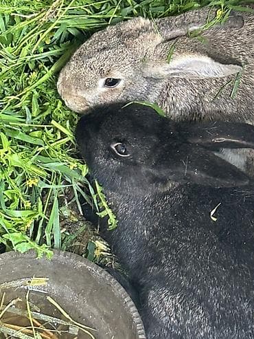 balaca dovşan: Ev dovşanları – 2 ədəd - Rəng: biri boz-qəhvəyi, biri qara - — 4