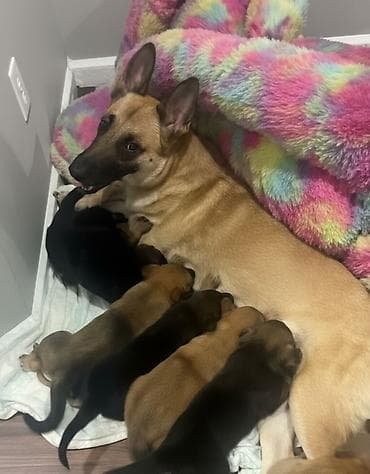 coban iti: Belçika çoban iti, 1 ay, Dişi, Peyvəndli, Pulsuz çatdırılma — 1