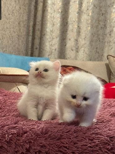 cutlesdirmek ucun pisik: Şinşilla — 1