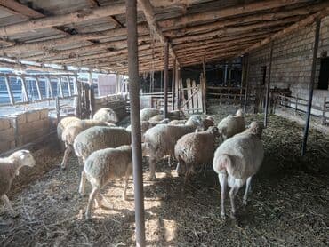 Inəklər, öküzlər: Dişi, il: 5, 45 kq, Damazlıq, Südlük — 1