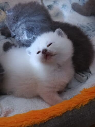 американский вислоухий кот: Шотладская вислоухая, Самец, Самка — 4