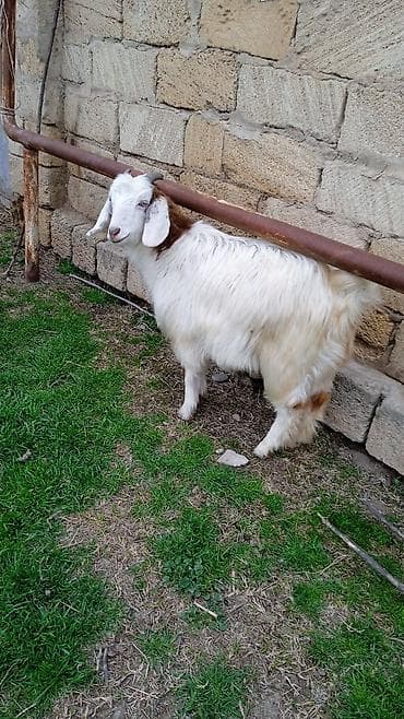 hamster qiyməti: Salam 3 aylıq cebişlerdi erkeydiler heleb dişidir qiymeti 180 — 2