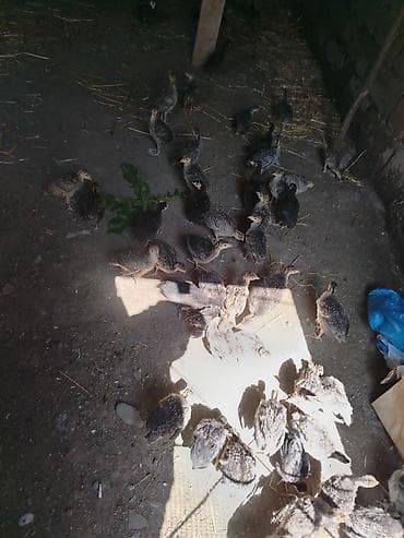 iri buynuzlu heyvan satisi: Dişi, Kanada, Ətlik, Ödənişli çatdırılma — 5