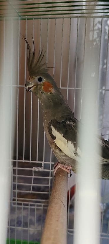 ev quşu: Corrella 8 aylıqdi dişidir yuva qarışıq satılır təcili satılır — 1