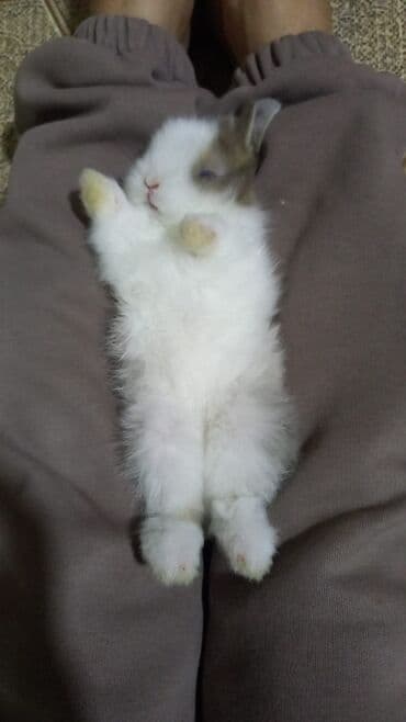 lider toyuq cinsi: Dovsan balalari topdan Ve tek satilir. Yerli ve cins balalar — 13