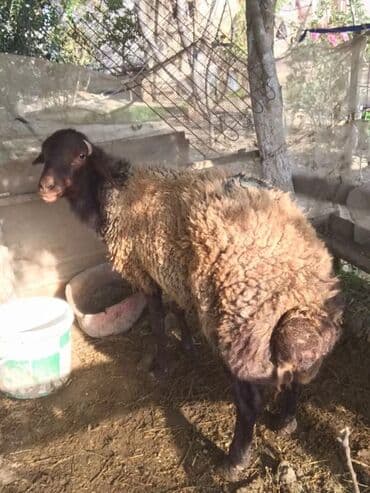 Cavan damazlıq Qala qoçudu