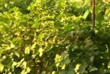 metlaq satisi: 🍇 ÜZÜM AĞACLARININ SATIŞI 🍇 Bağ salmaq istəyənlər üçün hazır və — 9