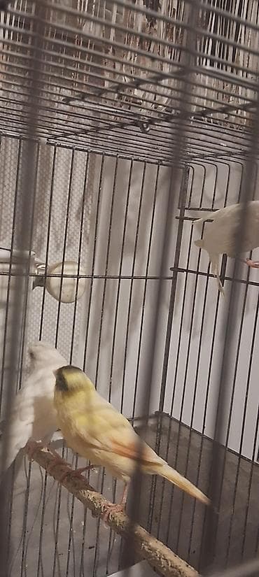 əbabil quşunun qiyməti: Cavan Quşlar satılır hər qiymətə var — 9